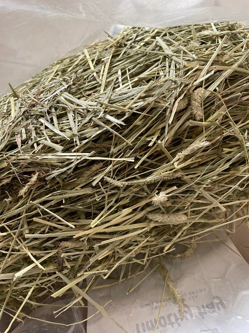 Picture of Timothy hay (guinea pig; rabbit), Pet Supplies, Pet Food on Carousell
