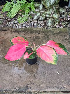 (Category: ) located in . Submitted by botak_garden (Listing ID 1318670158, Image 1). Description: .