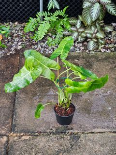 (Category: ) located in . Submitted by botak_garden (Listing ID 1318670320, Image 1). Description: .
