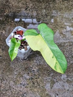 (Category: ) located in . Submitted by botak_garden (Listing ID 1318669993, Image 1). Description: .