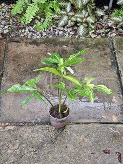 (Category: ) located in . Submitted by botak_garden (Listing ID 1318670480, Image 1). Description: .