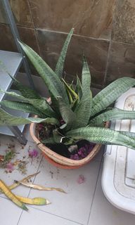 (Category: ) located in . Submitted by pansy_flower (Listing ID 1318698638, Image 1). Description: .