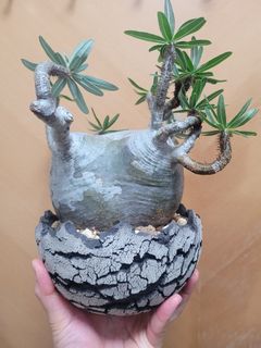 （分類：）位於 。 由 justhealing 提交（商品編號 1318802099，圖片 1）。簡介： 。
