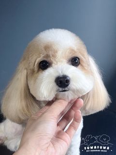 (Category: ) located in . Submitted by fuwafuwapets (Listing ID 1318847238, Image 1). Description: .