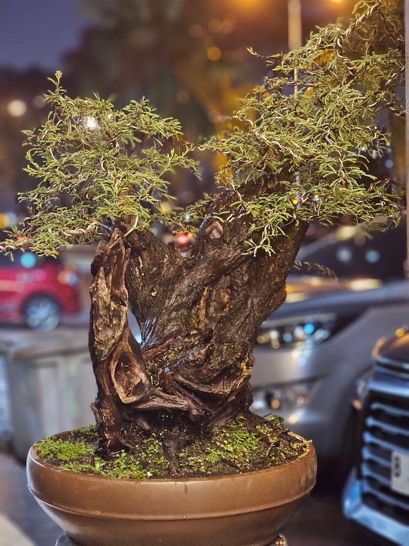 Bonsai arabica size large berkarakter keringan siap pajang dan kontes,  Perkebunan di Carousell
