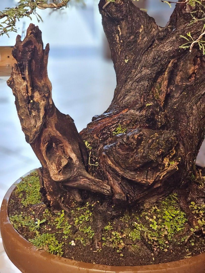 Bonsai arabica size large berkarakter keringan siap pajang dan kontes