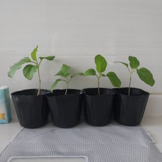 （分類：）位於 。 由 kumo.kumo 提交（商品編號 1323092425，圖片 1）。簡介： 。