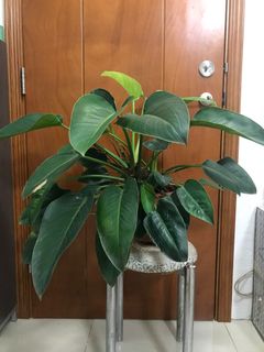（分類：）位於 。 由 plantiethings 提交（商品編號 1323219080，圖片 1）。簡介： 。