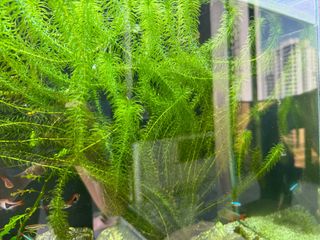 (Category: ) located in . Submitted by p.consuela (Listing ID 1323177156, Image 1). Description: .