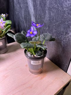 （分類：）位於 。 由 cc_agave 提交（商品編號 1323083907，圖片 1）。簡介： 。