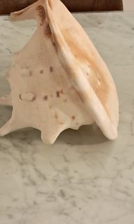 (Category: ) located in . Submitted by louis.showmakers (Listing ID 1323137524, Image 1). Description: .