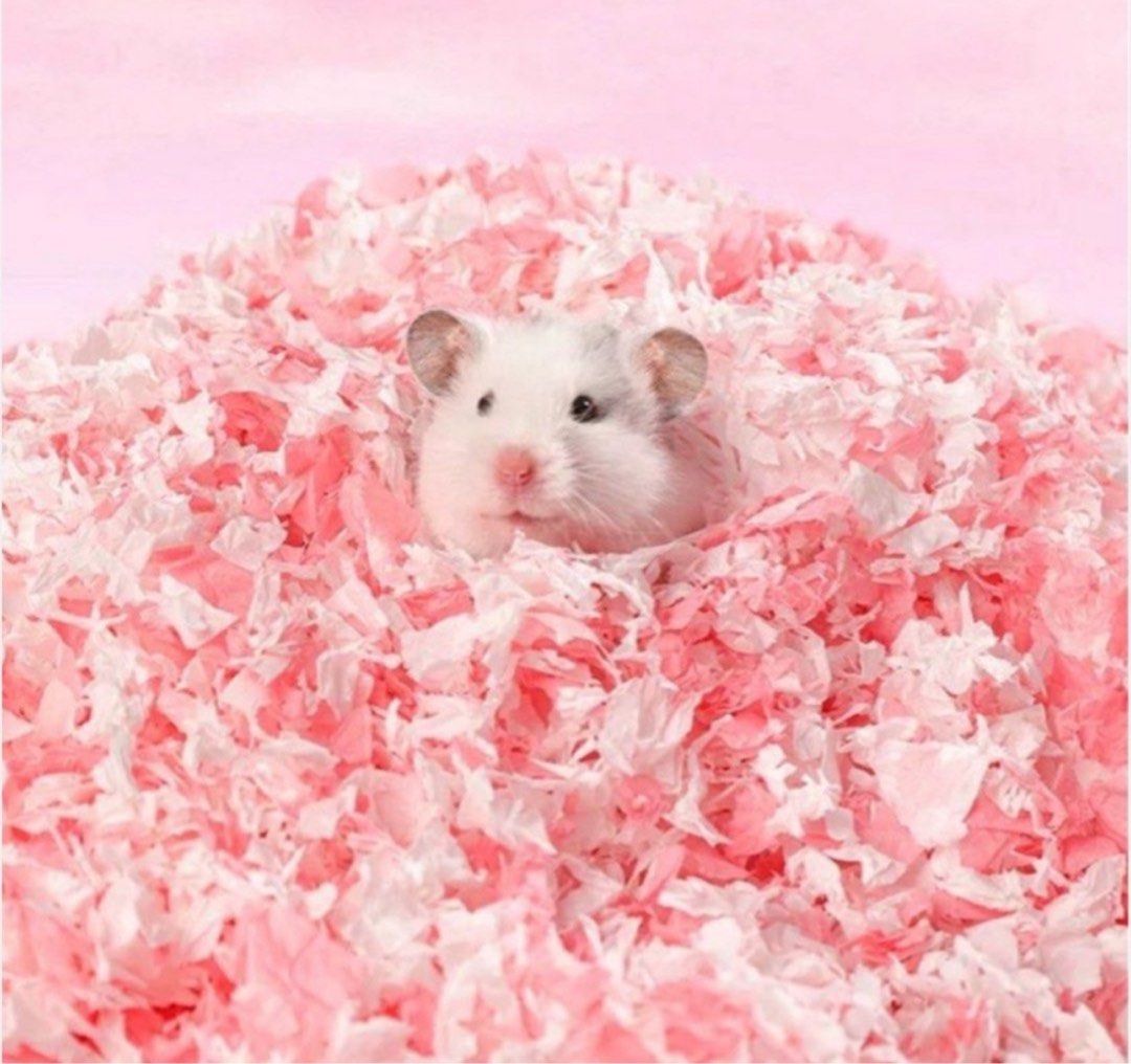 Colorful hamster bedding online