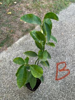 (Category: ) located in . Submitted by active_gardening (Listing ID 1323083035, Image 1). Description: .