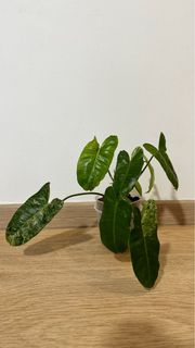 (Category: ) located in . Submitted by hdb_gardener (Listing ID 1323195083, Image 1). Description: .