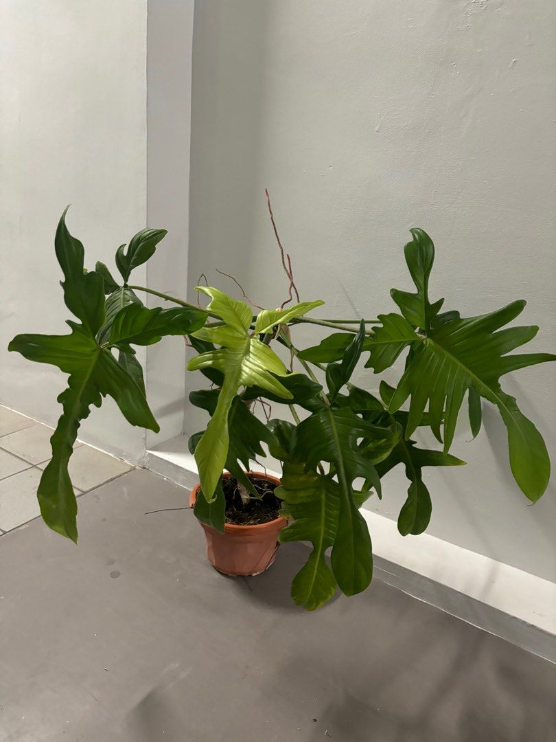 Mature Philodendron Florida ghost, Furniture & Home Living, Gardening,  Plants & Seeds on Carousell