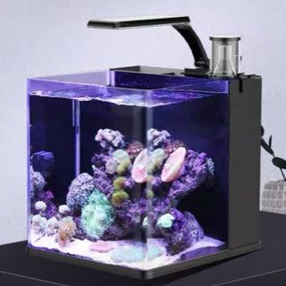 (Category: ) located in . Submitted by LetsReef (Listing ID 1324767112, Image 1). Description: .