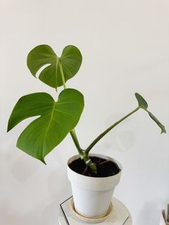 （分類：）位於 。 由 haileyx 提交（商品編號 1324770156，圖片 1）。簡介： 。