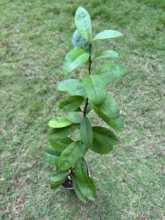 (Category: ) located in . Submitted by active_gardening (Listing ID 1324838263, Image 1). Description: .