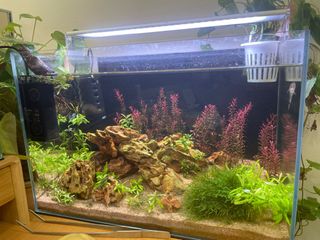 (Category: ) located in . Submitted by crimson_betta (Listing ID 1324947802, Image 1). Description: .