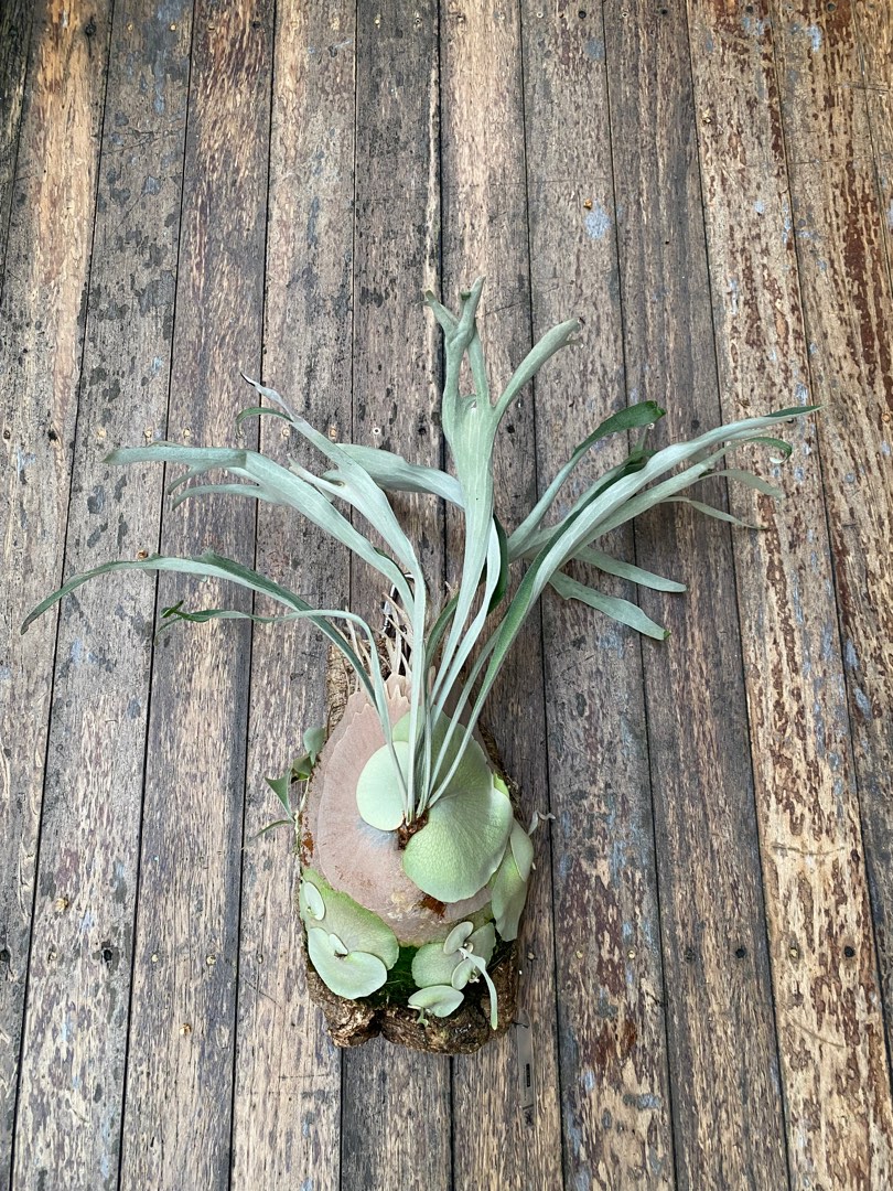 Platycerium veitchii wild staghorn, Furniture & Home Living