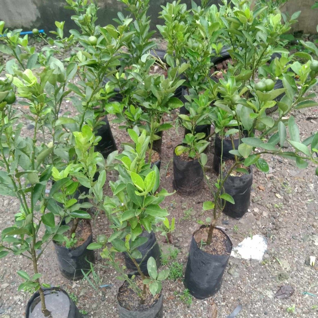 Fruit bearing trees (Category: Plants & Seeds) located in Quezon City. Submitted by cjpadilla (Listing ID 1325164011, Image 1). Description: .