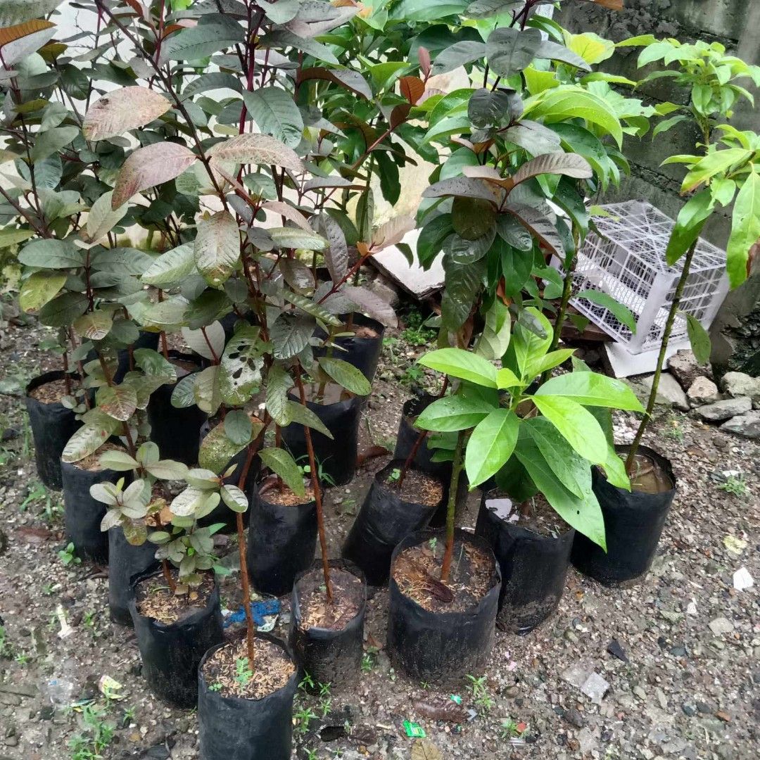 Fruit bearing trees (Category: Plants & Seeds) located in Quezon City. Submitted by cjpadilla (Listing ID 1325164011, Image 2). Description: .
