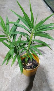 (Category: ) located in . Submitted by urban.cultivar (Listing ID 1325239210, Image 1). Description: .