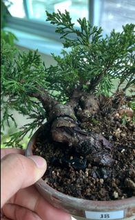 (Category: ) located in . Submitted by shohintrees (Listing ID 1325325929, Image 1). Description: .