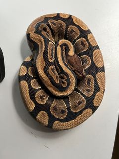 Albino Cinnamon Ball Python (Negotiable), Pet Supplies, Homes & Other ...