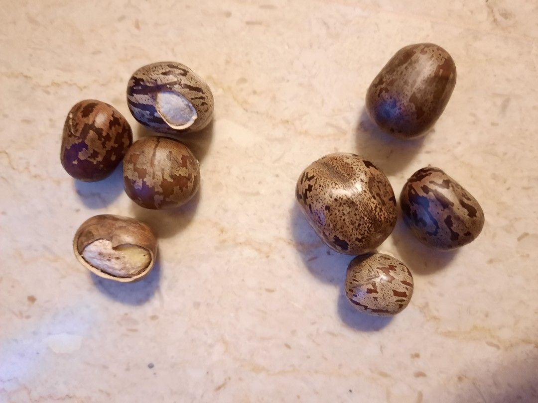 Rubber tree seeds, Furniture & Home Living, Gardening, Plants & Seeds on  Carousell