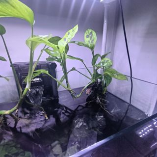 (Category: ) located in . Submitted by 0110012 (Listing ID 1325418551, Image 1). Description: .