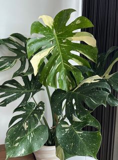 （分類：）位於 。 由 hwwc10 提交（商品編號 1325518513，圖片 1）。簡介： 。