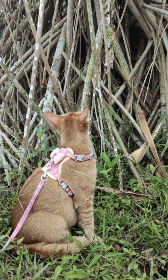 Cat Harness Pink Colour with Ribbon (Tali Kucing), Pet Supplies, Homes