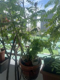 (Category: ) located in . Submitted by huzefa9999 (Listing ID 1325505631, Image 1). Description: .