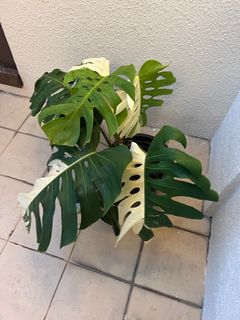 (Category: ) located in . Submitted by mindaro.botany (Listing ID 1325478773, Image 1). Description: .