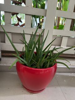 (Category: ) located in . Submitted by akaidan (Listing ID 1325644411, Image 1). Description: .