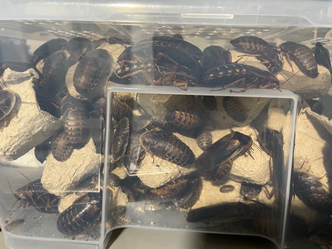 Dubia roaches starter kit (dubia lipas kit Permulaan ), Pet Supplies