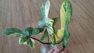 (Category: ) located in . Submitted by platyfolia (Listing ID 1325622492, Image 1). Description: .
