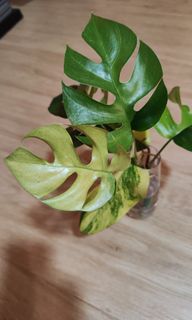 (Category: ) located in . Submitted by platyfolia (Listing ID 1325622774, Image 1). Description: .