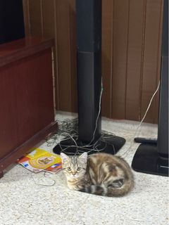 (Category: ) located in . Submitted by cikbal_ (Listing ID 1325653239, Image 1). Description: .