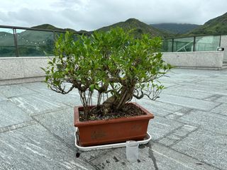 （分類：）位於 。 由 chansuije 提交（商品編號 1325874815，圖片 1）。簡介： 。