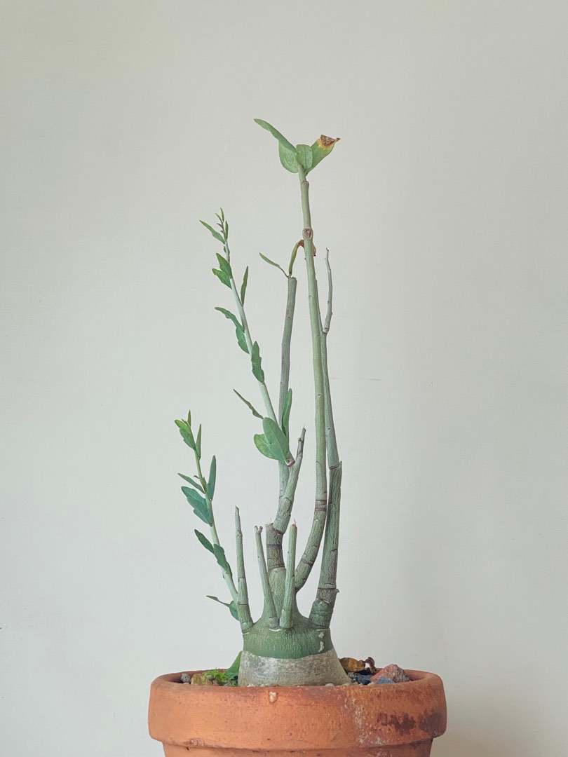 Adenia pechuelli 種子 3粒 種子】アデニア・ペリエリ 3s Adenia