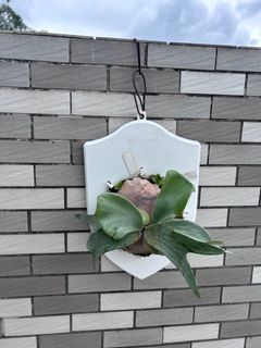 （分類：）位於 。 由 wksui 提交（商品編號 1325892639，圖片 1）。簡介： 。