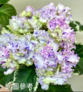 （分類：）位於 。 由 sellring 提交（商品編號 1326061292，圖片 1）。簡介： 。