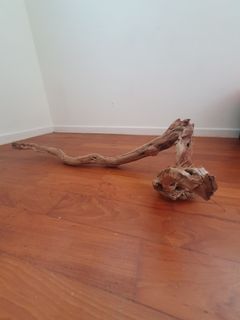 (Category: ) located in . Submitted by plantster (Listing ID 1326049417, Image 1). Description: .