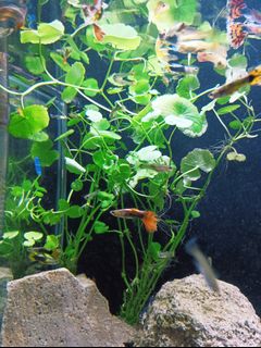 (Category: ) located in . Submitted by lucky.happy (Listing ID 1326011546, Image 1). Description: .