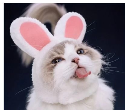 Bunny Hat For Cat Rabbit Ears Pet Cosplay Costumes Funny Cute Cat Hat Cap Headgear Costume BD0360 Pet Supplies Homes Other Pet Accessories on Carousell
