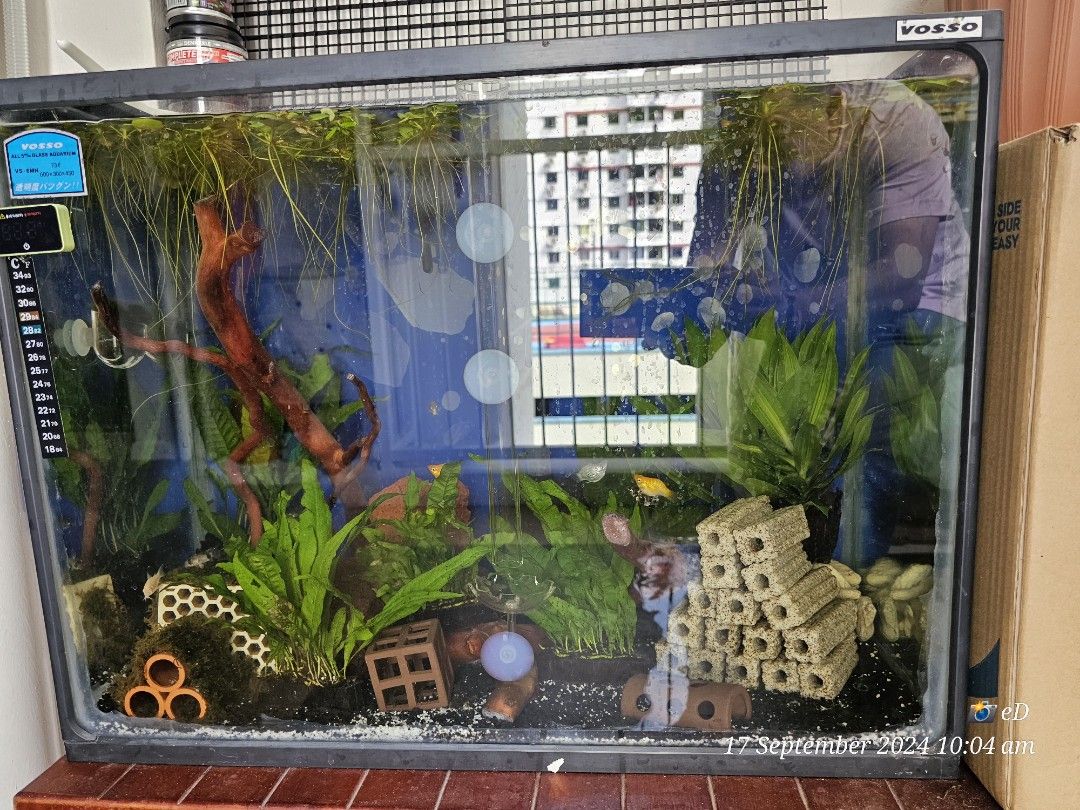 Frogbit (Category: Homes & Other Pet Accessories) located in Singapore. Submitted by noahs_ark_8 (Listing ID 1325987616, Image 3). Description: Frogbit for blessing 2 portions. Self collection @ Chinatown only.