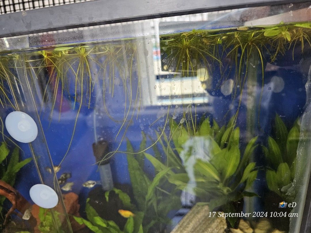 Frogbit (Category: Homes & Other Pet Accessories) located in Singapore. Submitted by noahs_ark_8 (Listing ID 1325987616, Image 4). Description: Frogbit for blessing 2 portions. Self collection @ Chinatown only.