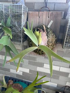 （分類：）位於 。 由 wksui 提交（商品編號 1326170502，圖片 1）。簡介： 。